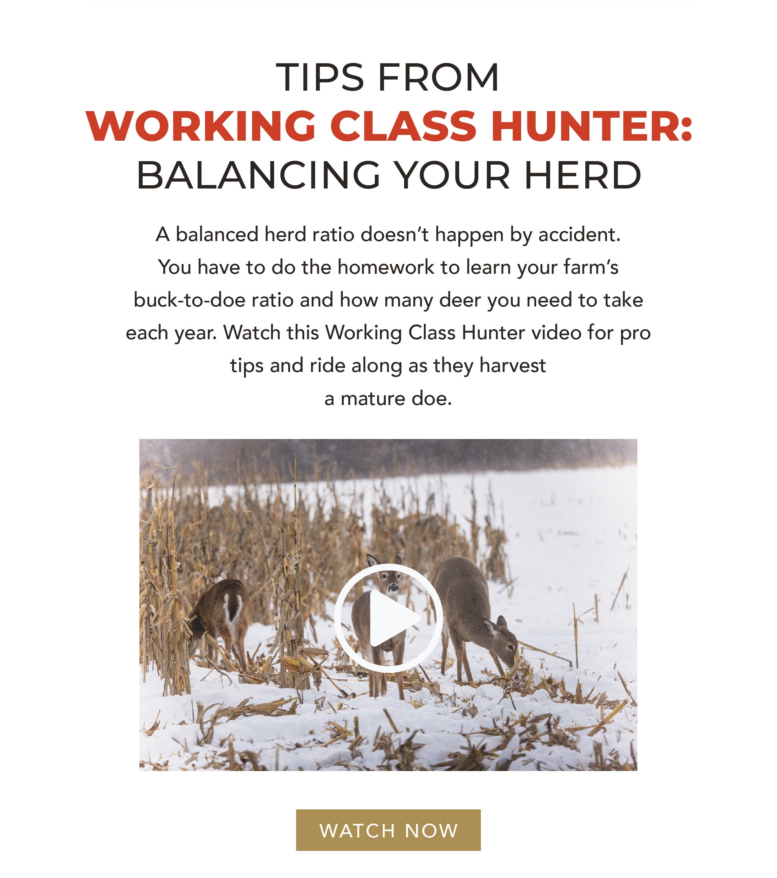 Hunt_December tribe_Newsletter_v1224_R5-04