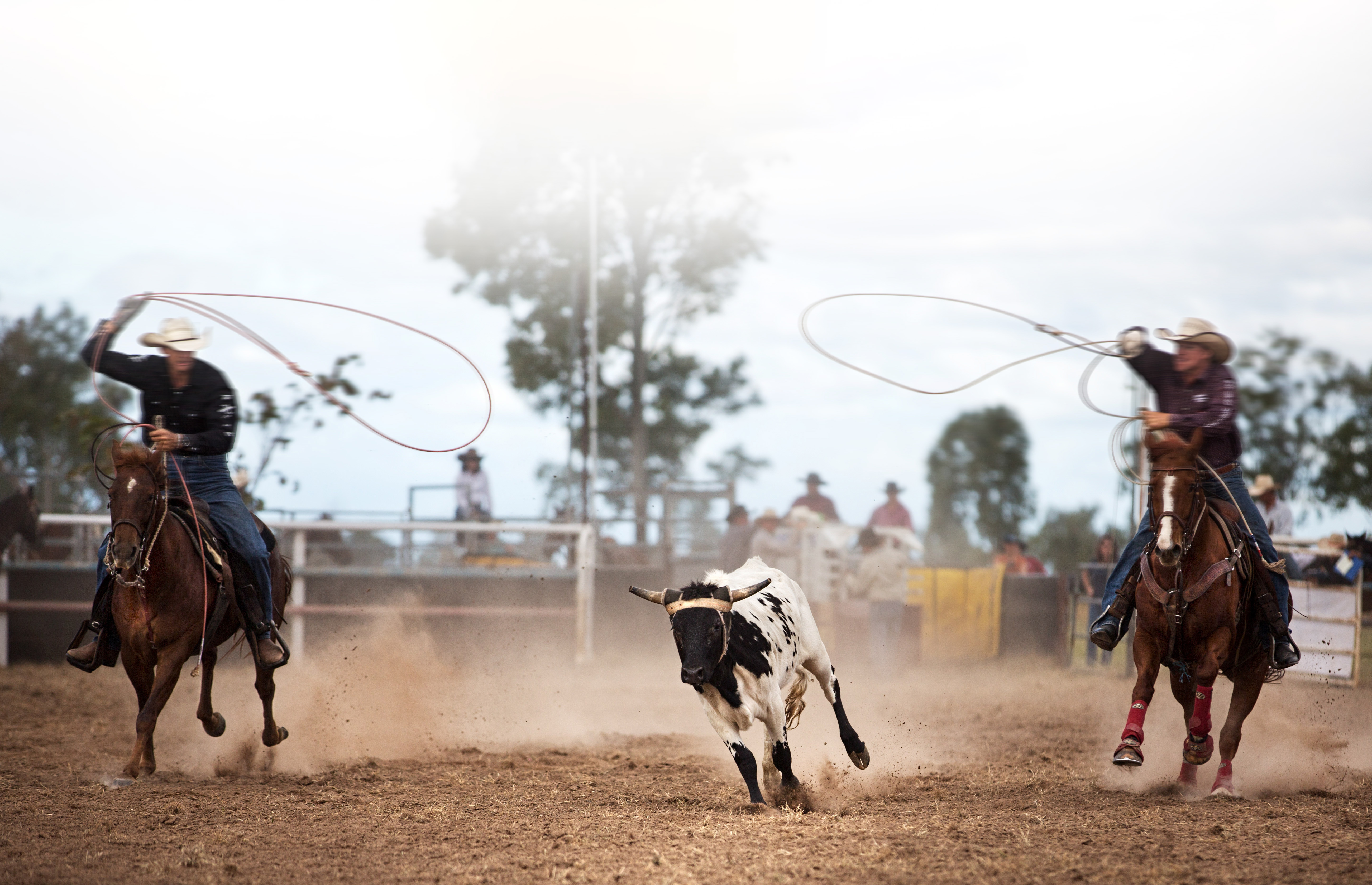 Calf team roping. Daily Gold helps horses in all disciplines.