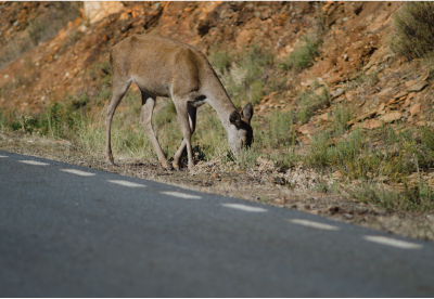 deer grazing on the side of the road