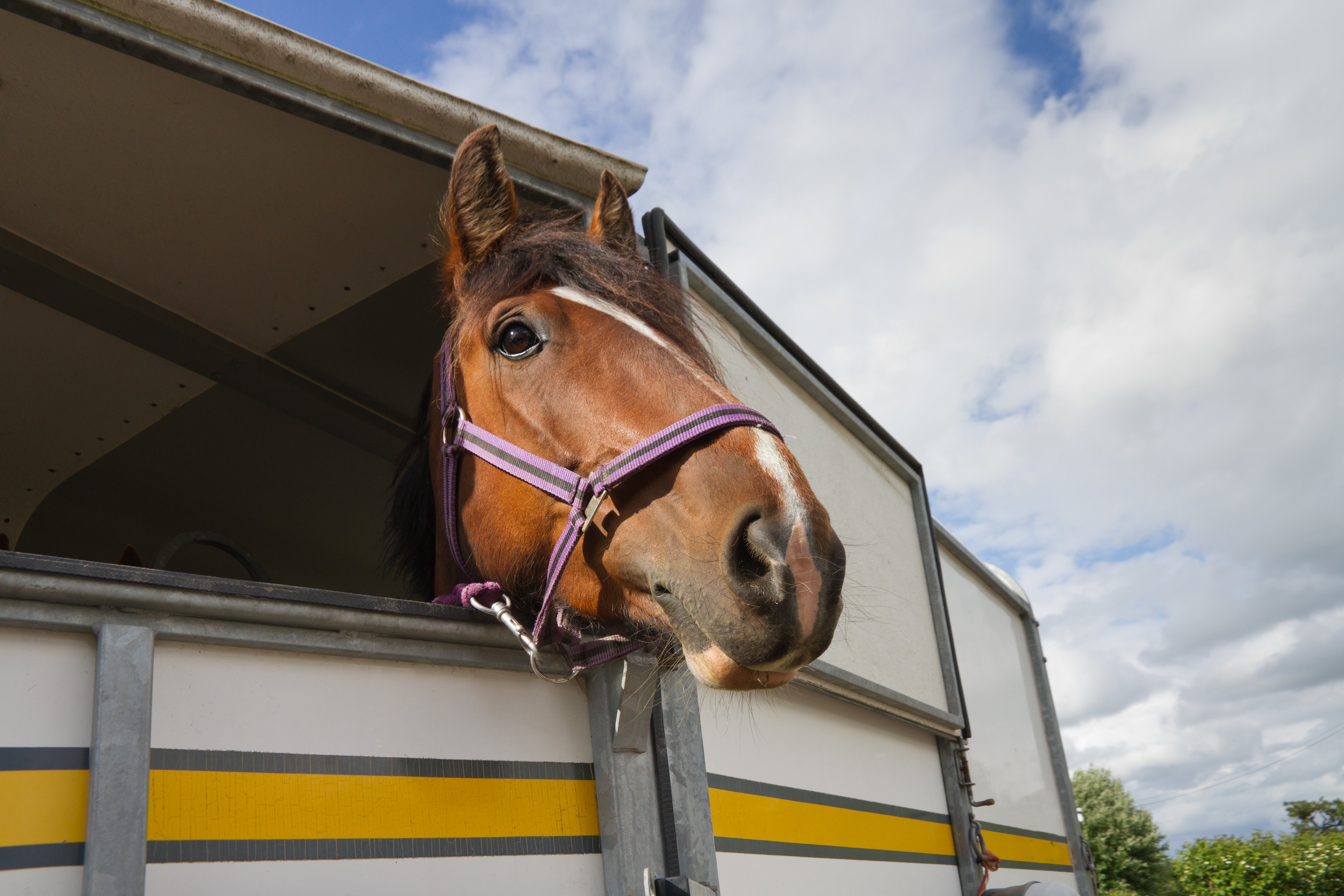 horse traveling in trailer