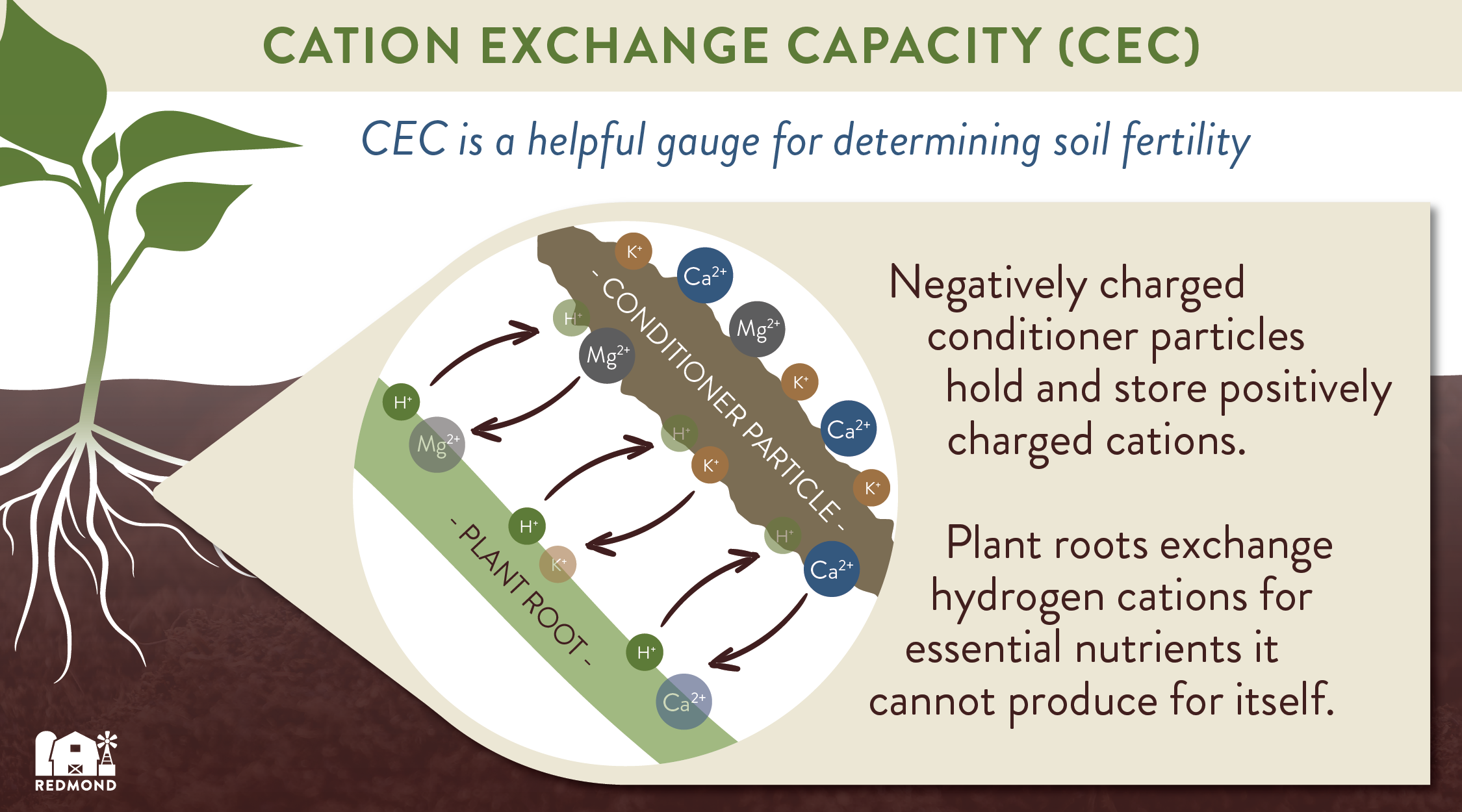 Cation Exchange