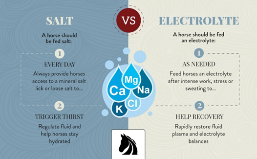 salt vs. electrolytes for horses
