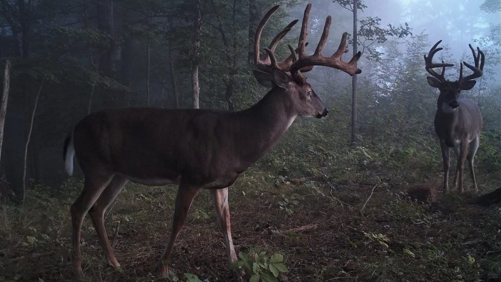 bucks in the forest